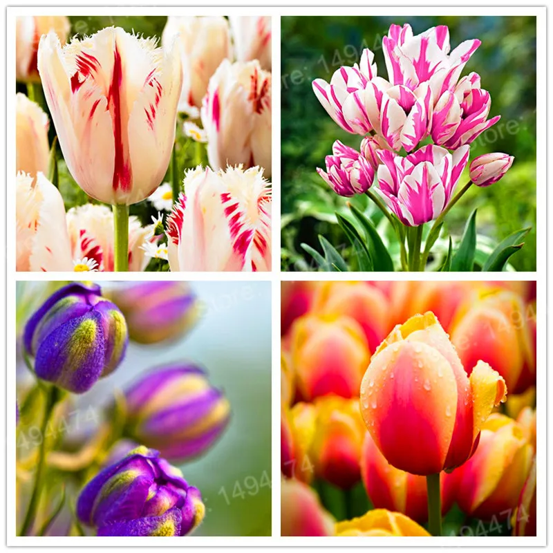 100pcs Tulip flores White Blue Purple mixed color Flower plantas bonsai flower plante colorful plants for home garden