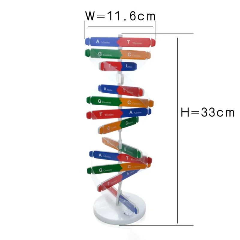 

Human DNA Models Double Helix Science Toys Popularization Teaching Learning Education Toys For Children