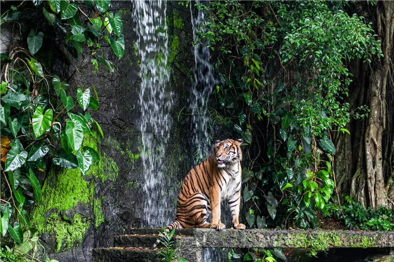 Виниловый фон для фотосъемки на заказ|Фон фотосъёмки| |