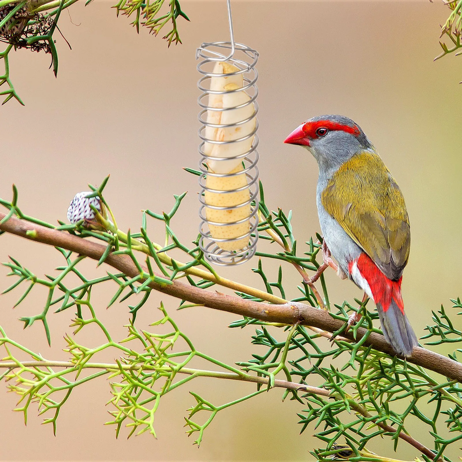1/3 шт. попугай плоды вилкой для кормления птицы повесить клетка