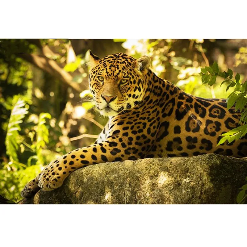 Хобби и ремесла квадратная алмазная живопись ленивый большой кот-Пантера король