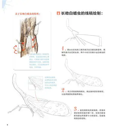 

Chinese pencil drawing book 30 kinds of Wonderful Insects painting color pencil drawing art book Tutorial art book