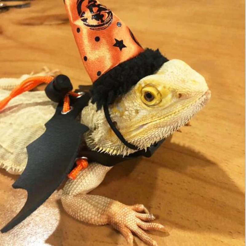 Лидер продаж поводок и шапка в виде ящерицы рептилии медвежьего дракона с крылом