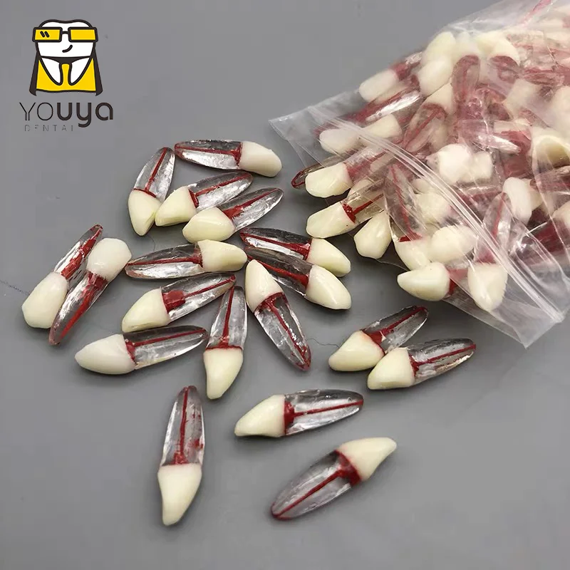 1 шт. зубной корень модель канала для ЦР практика стоматолог обучения открытие