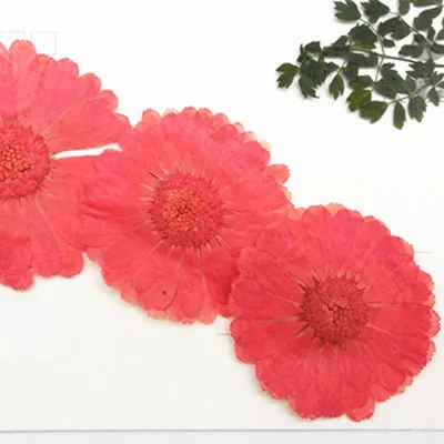 12pcs Natural Pressed Flowers rose Real Dried Calendula DIY Art Craft Valentines gift Bookmark Decoration Scented candle decor | Дом и сад