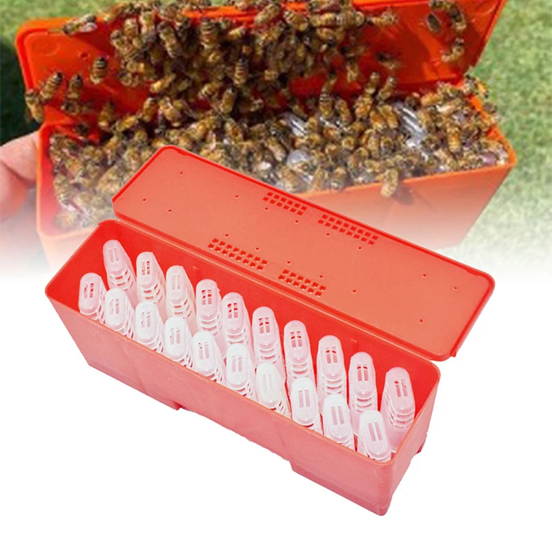 

Beekeeping Supplies Red and Orange Queen Bees Shipping Box with 20PCS Queen Cages Queen Rearing Equipment Queen Cell Incubator