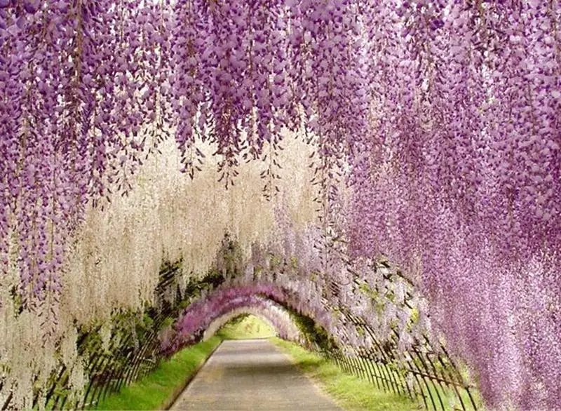 

Upscale Artificial Silk Flower Vine Home Decor Simulation Wisteria Garland Craft Ornament For Wedding Party Decorations Free Shi
