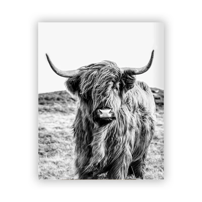 Животноводческая ферма Highland корова фотографии Wall Art Холст Картина Плакаты принты