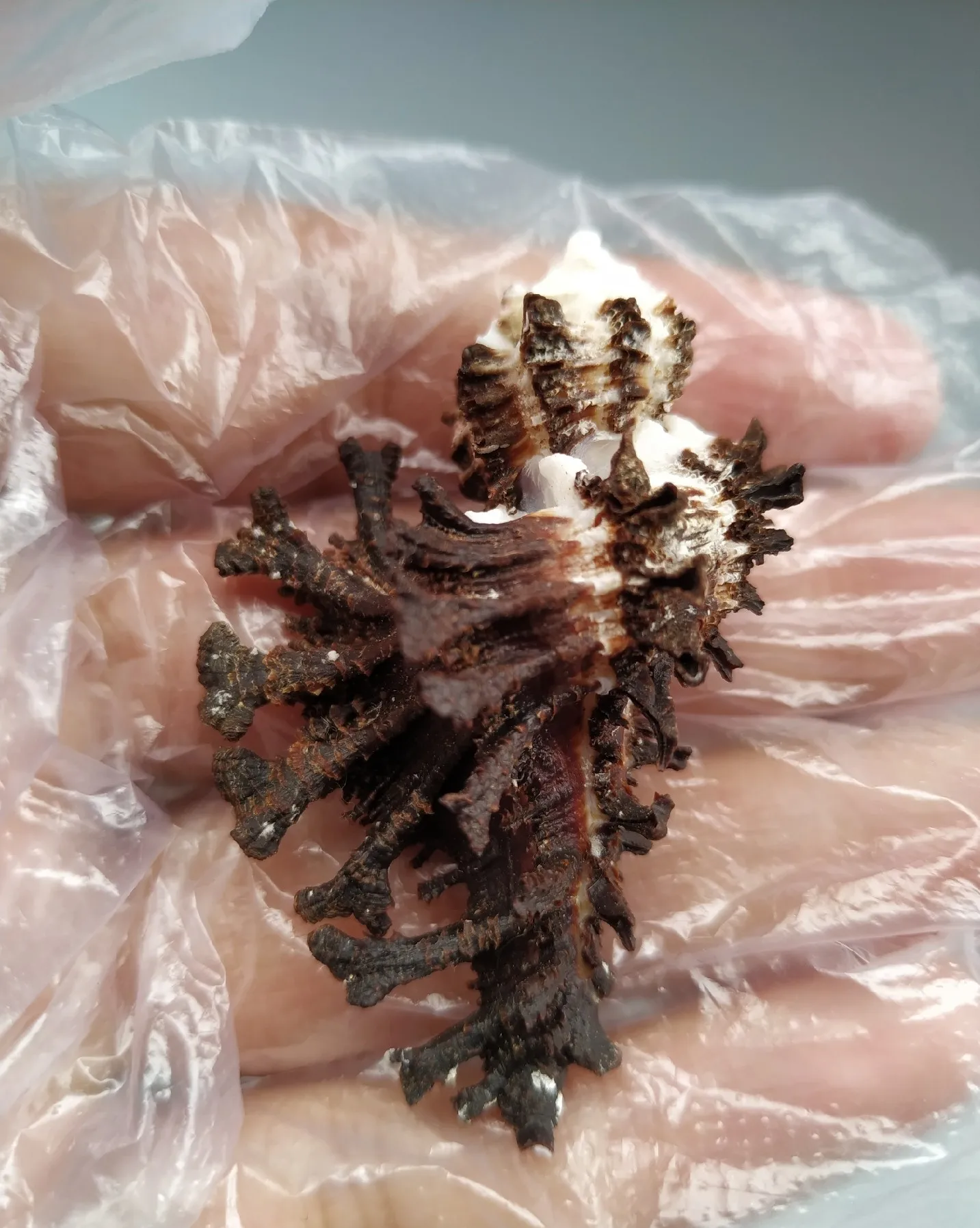 

Natural Collectibles, Best Collection, Selected Rare Conch, Black Ginkgo Murex