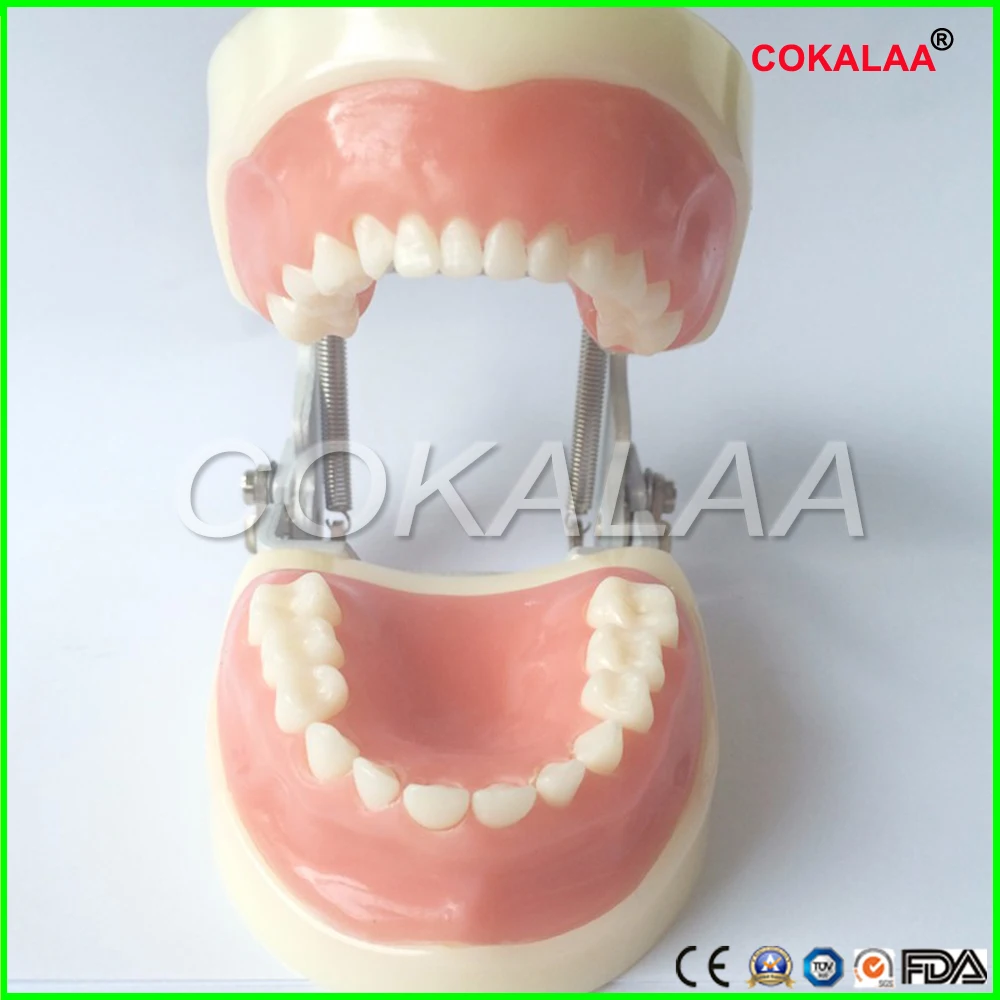 Dental Teeth Anatomical Anatomy Model Children for frasaco / kavo head model | Красота и здоровье