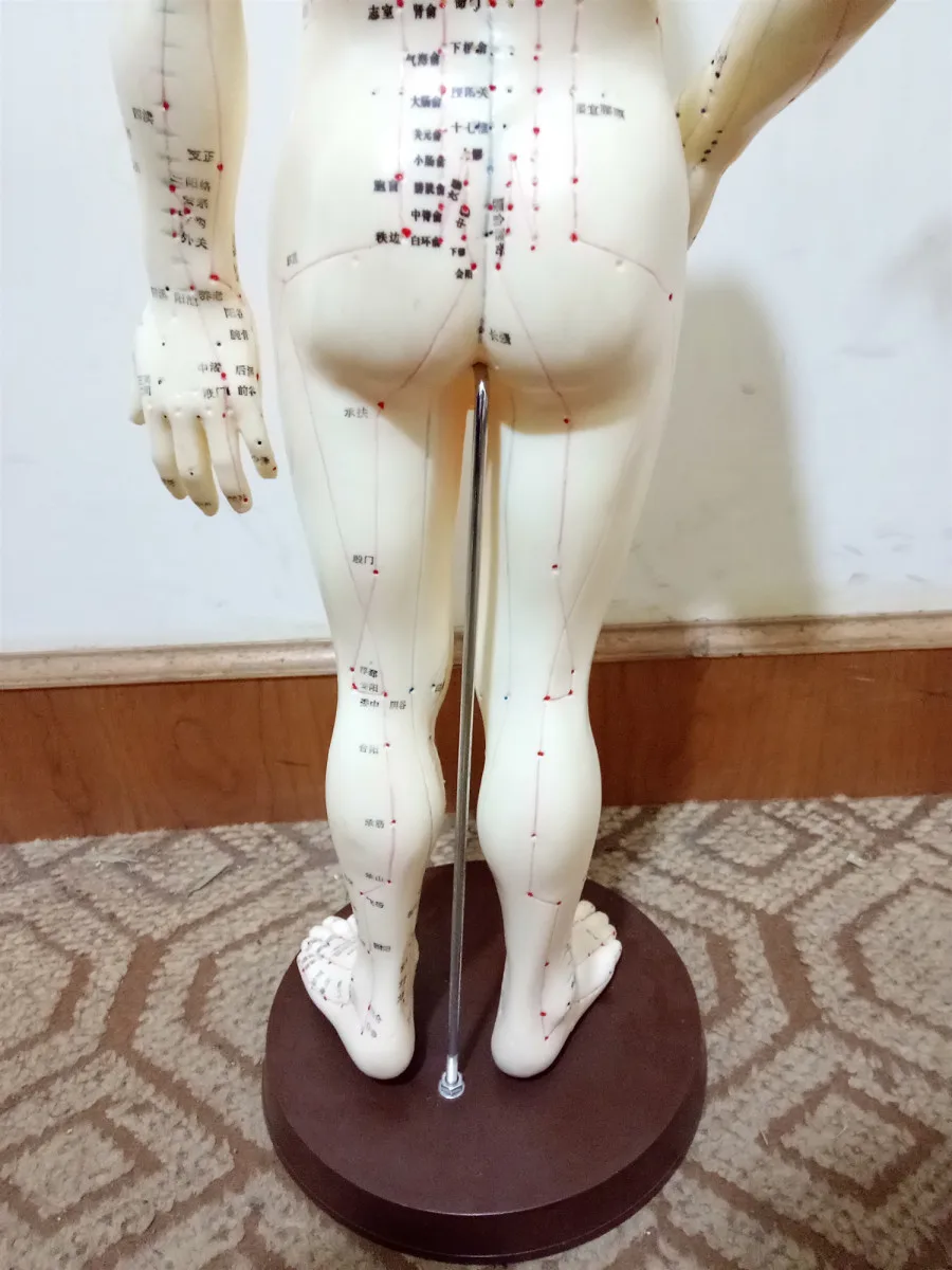 Шиньон 26 см (на китайском языке) тело иглоукалывание мужской лекарственных