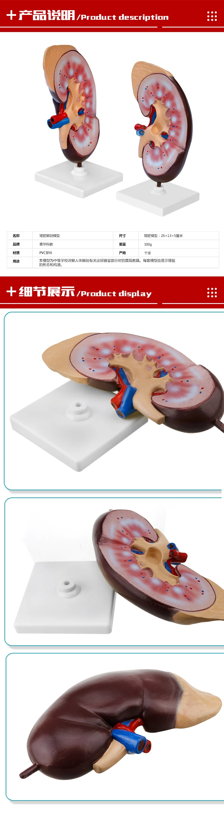ПВХ почечная анатомическая модель почек анатомии человека органа медицинского