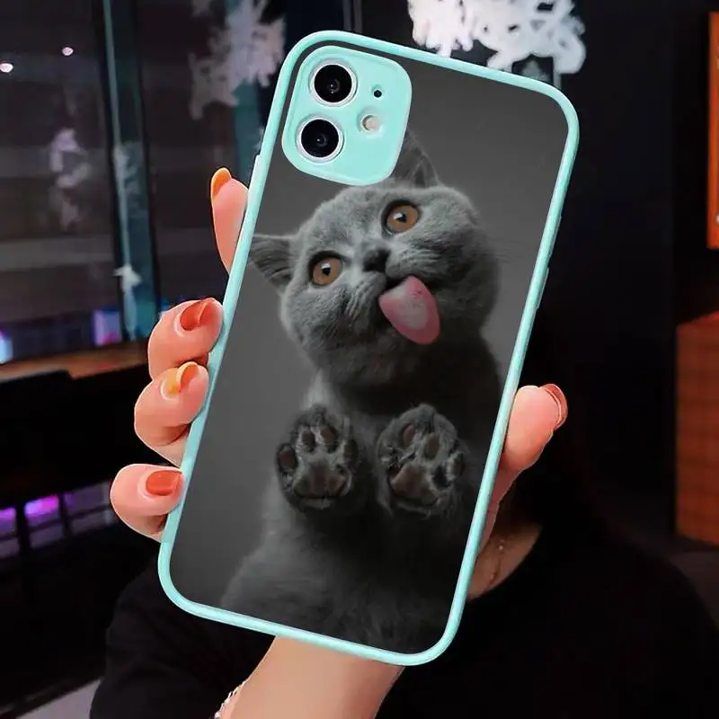 

British shorthair cat Phone Case For iPhone 12 11 Mini Pro XR XS Max 7 8 Plus X Matte transparent blue Back Cover
