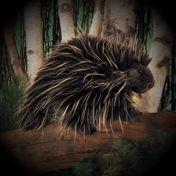 Милые мягкие моделирование Porcupine животные плюшевые игрушки куклы дети мальчики девочки подарок на день рождения 20 см PP Хлопок