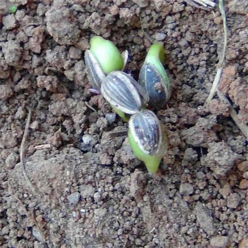 

50Pcs Sunflower Seeds Bonsai Aromatic Bathroom Cabinet Vegetables Plants Sun Flowers Wood Garden Home Furniture KM9-S