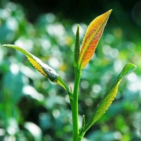 

Red Heart Tie Guanyin Tea Super Fragrant Authentic Anxi Mountain New Tea Handmade Fragrant Oolong Tea 250