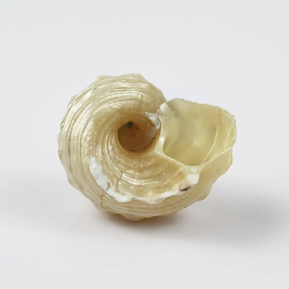 Природный HLBK Серебряный рот Улитка Hermit Краб сменный образец DIY раковина