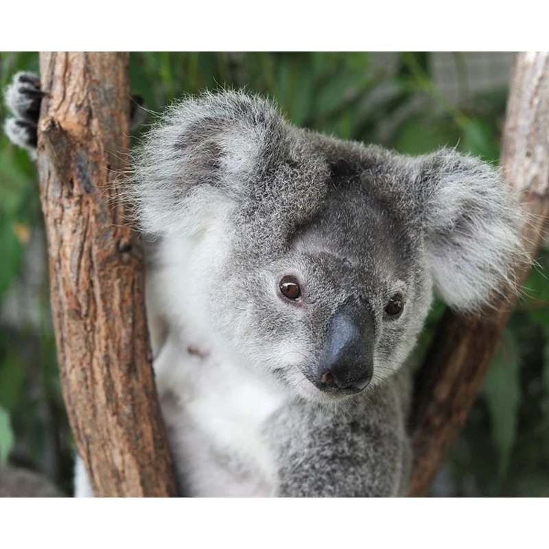 1 шт. кавайная австралийская плюшевая игрушка Koalas мягкие животные милая кукла Koala