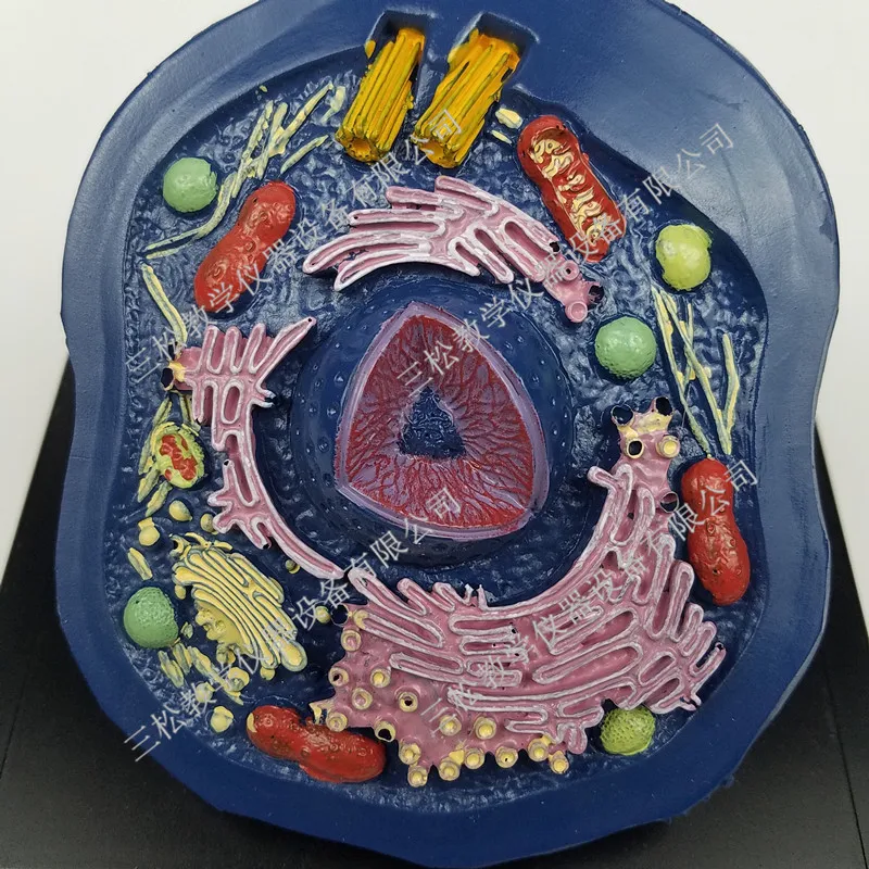 Животная клеточная модель микроструктура анатомическая средняя школа