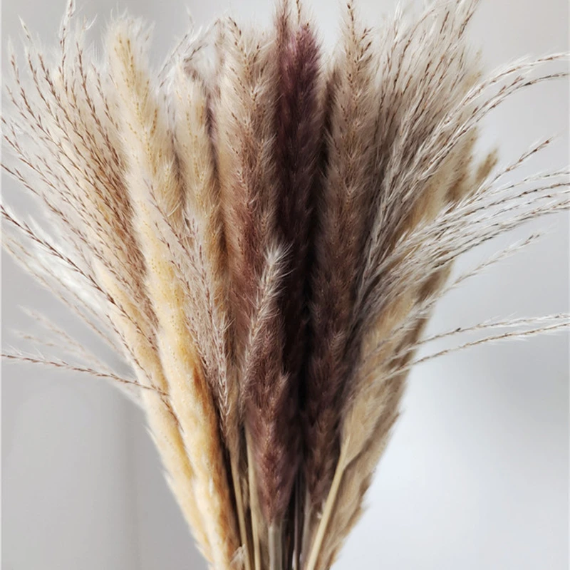 Тростник 45 см пампасы пшеничные уши кроличьи хвосты трава Натуральные сушеные