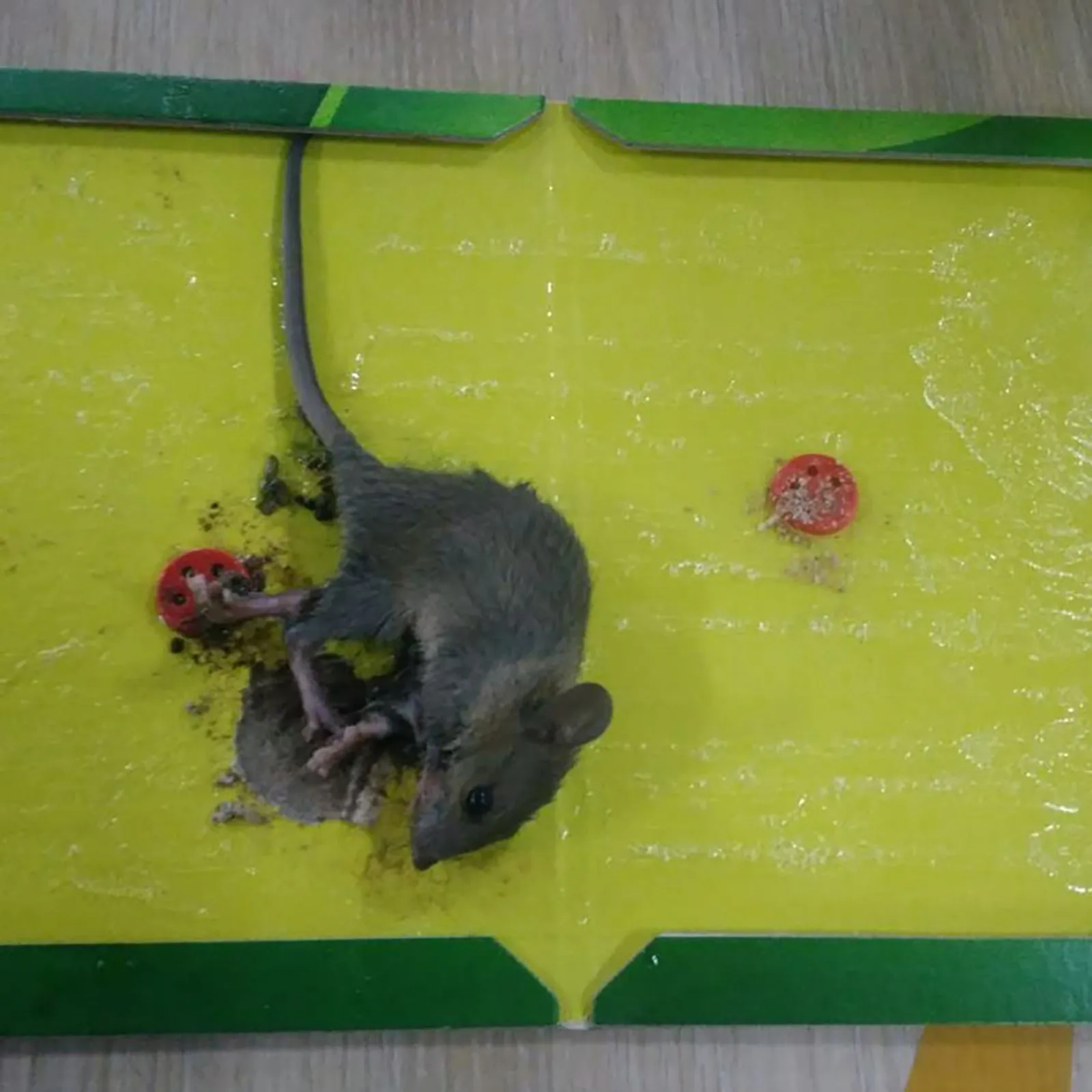 Домашняя прочная липкая доска для мыши сильные вискозные наклейки Экологически