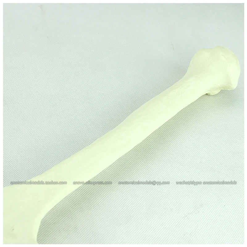 

12321 / Solid Foam Normal Anatomy Humeral with Medullary Cavity,Medical Science Educational Teaching Anatomical Models