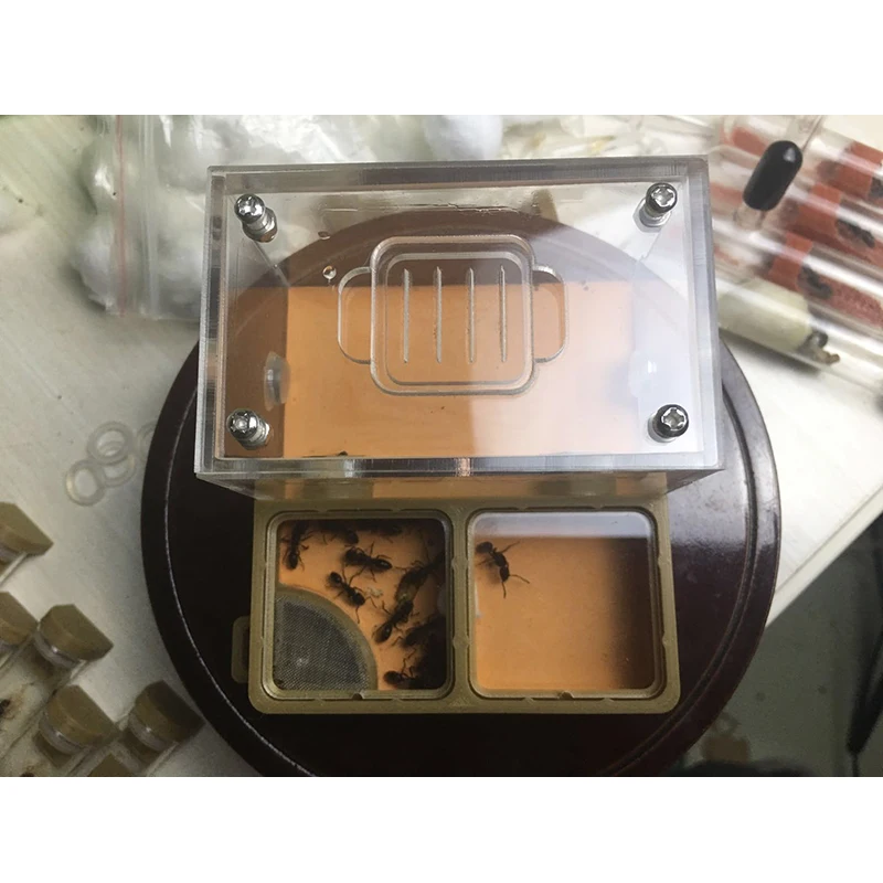 3D печать плоский муравьиный гнездо двойная сетка акриловая муравьиная ферма