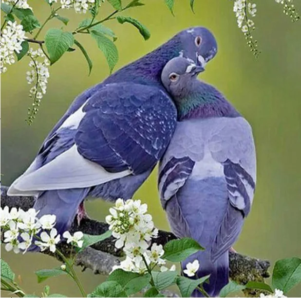 Картина из красных птиц для рукоделия 5D сделай сам вышивка крестиком мозаика