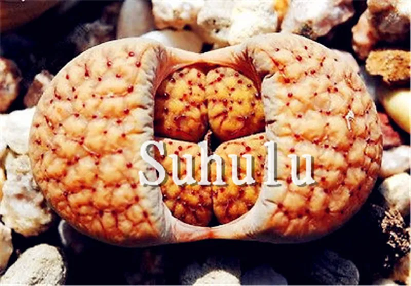 200 шт Искусственный литопс|Цветочные горшки и кадки| |