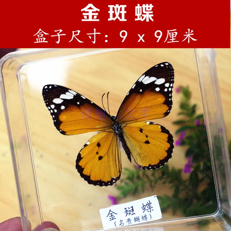 Real Butterfly Specimens Transparent Boxed Insects Spreading Wings Interior Decoration Ornaments Handmade Gifts | Дом и сад