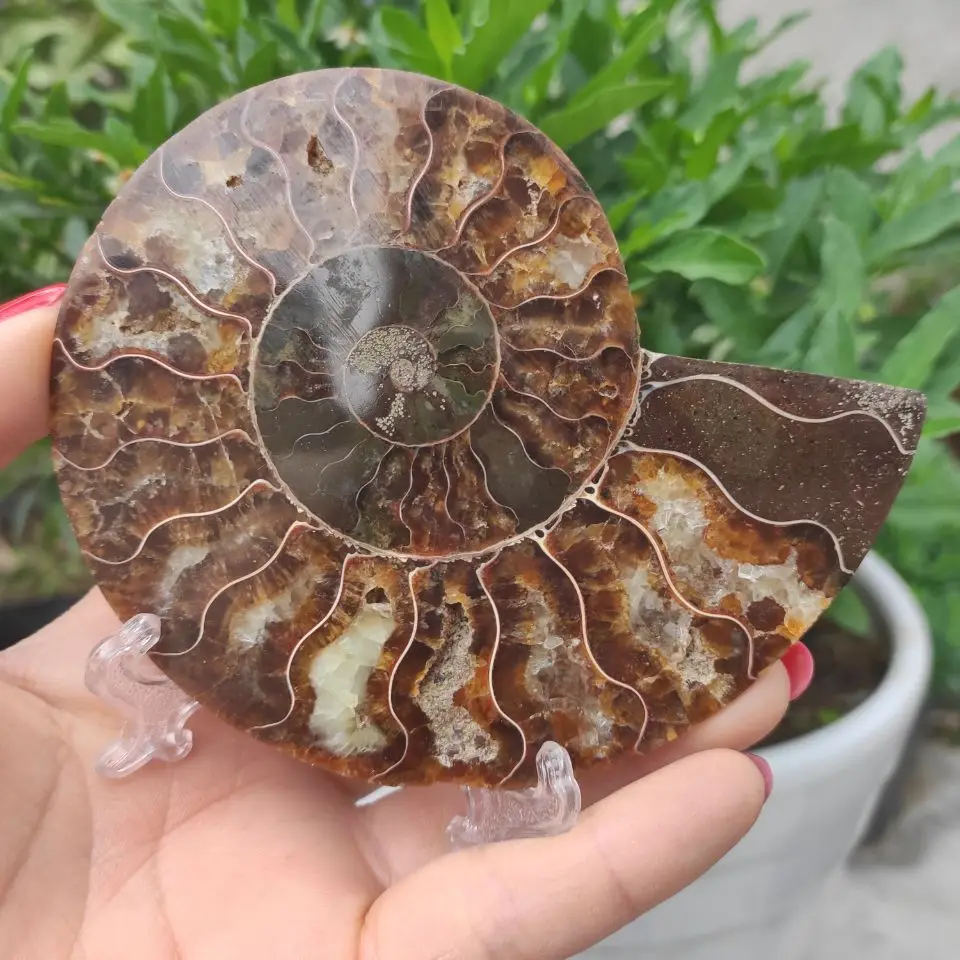 

1PCS 150-220g crystal slice natural fossil slice Siphonaria quartz slice Ammonite Fossils Jade Slices Ornaments