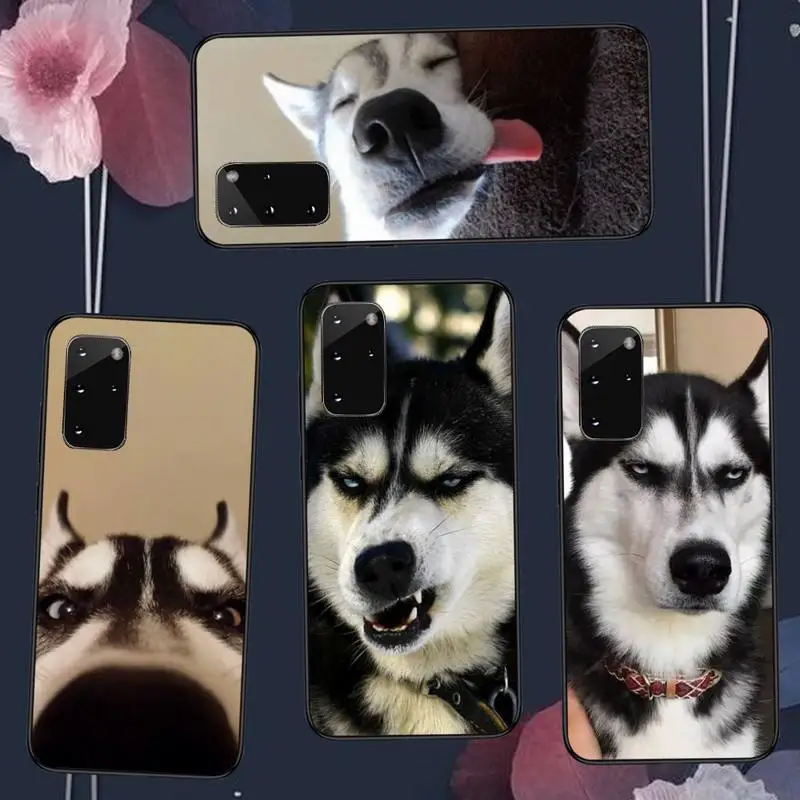 

Husky Phone Case For Samsung Galaxy S5 S6 S7 S8 S9 S10 S10e S20 edge plus lite