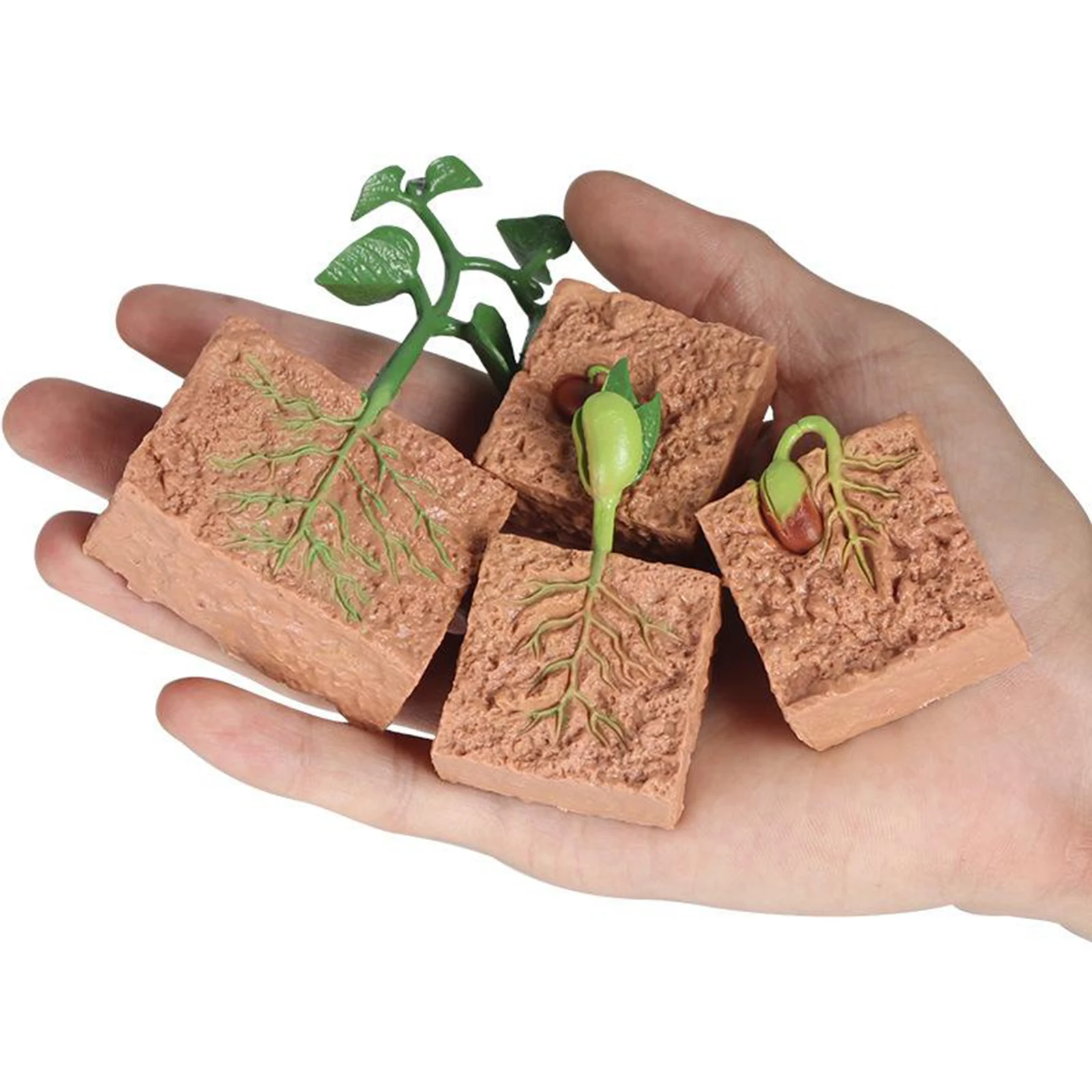 

Children Simulation Plant Seeds Growth Model Playset Pre- Biology Toys