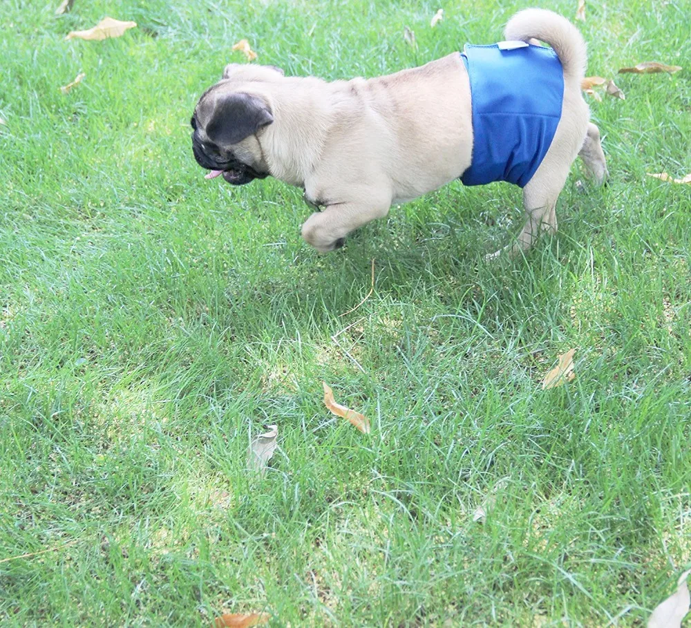 Reusable Male Dog Sanitary Pants Underwear Cloth Diapers Physiological Toliet Training Pant Nappy Pet Shorts 3pcs/Pack | Дом и сад