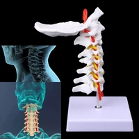 cervical vertebra arteria spine spinal nerves anatomical model life size
