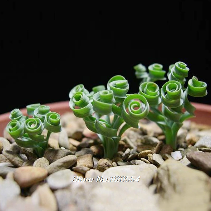 Импортные 5 шт. Albuca concordiana Волшебные цветы домашний сад