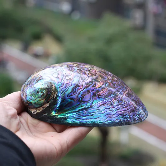 Раковина абалона натуральная ракушка крафт-бижутерия раковина домашнее