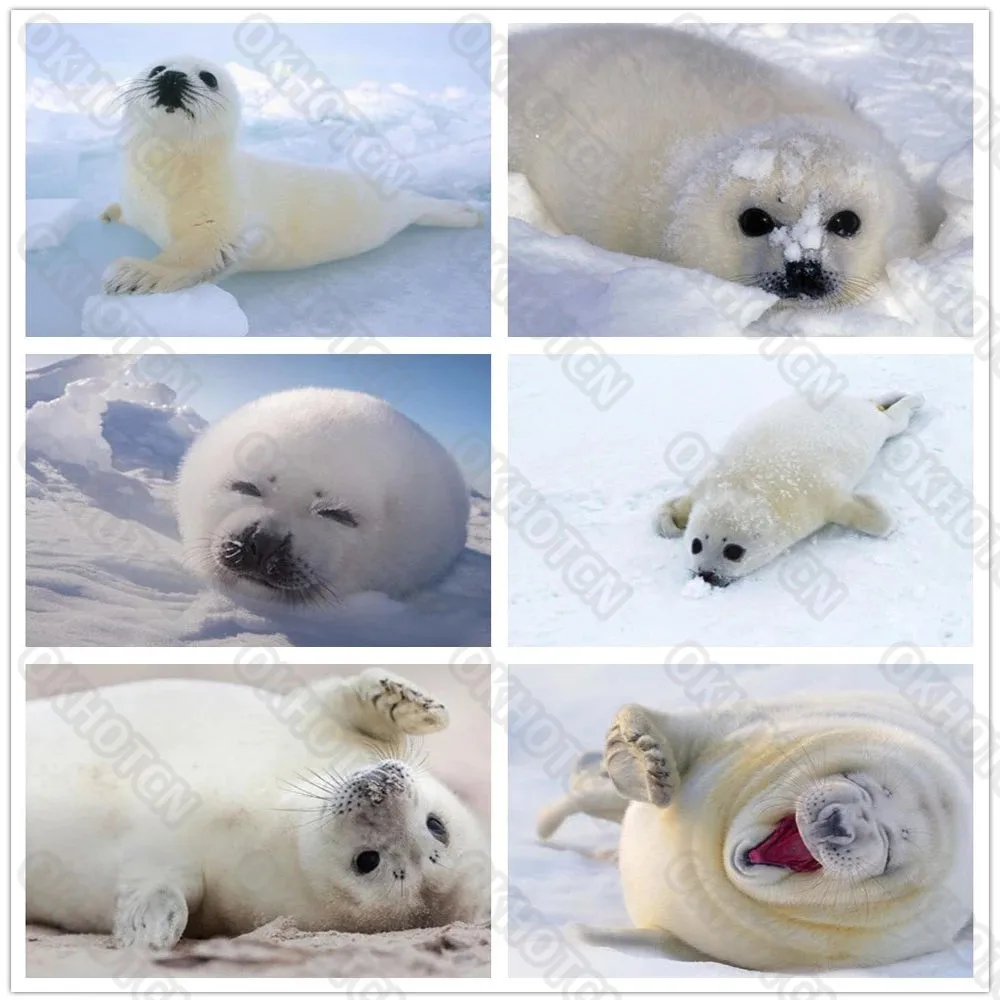 

5D Diamond Painting Animal Seal Sea Lion Diamond Embroidery Diy Cross Stitch Kit Mosaic Picture Home Decoration Art Gift