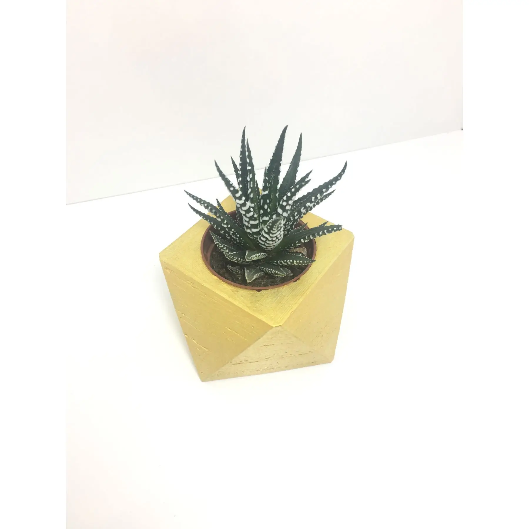 

Square Concrete Pot and Live Sukulent - YE1607