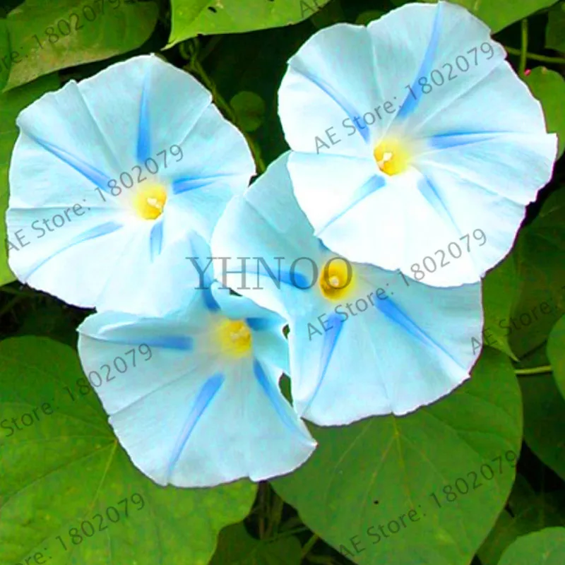Новинка! 50 шт./пакет висит Петуния смешанные floresling, семена редкой петунии, карликовые деревья “утреннее сияние” растения, завод солнечной энергии для домашнего авангард