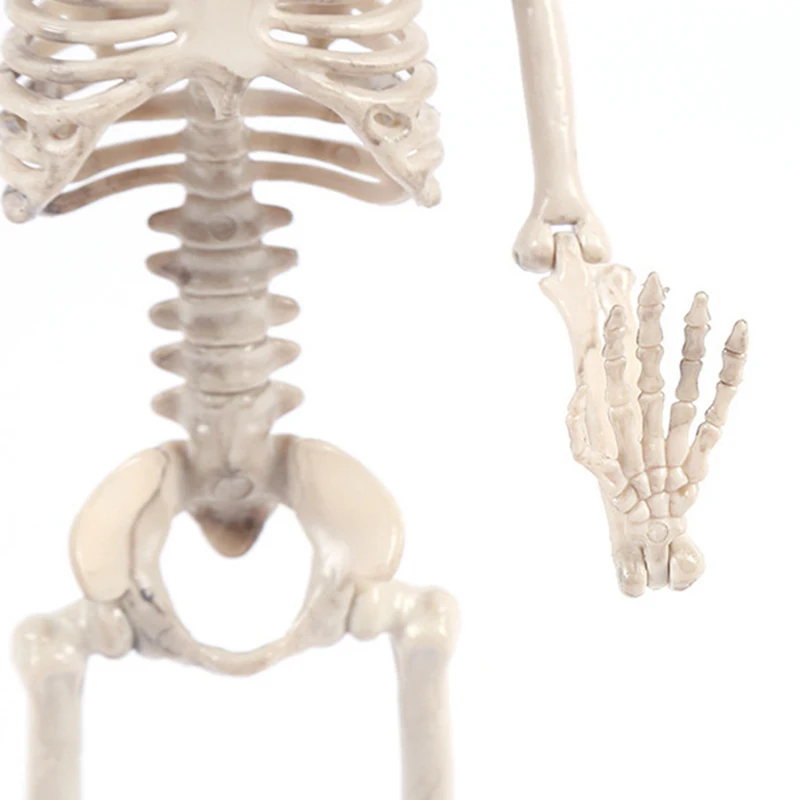 Висячая активная модель скелета человека Жених Невеста тело кость для