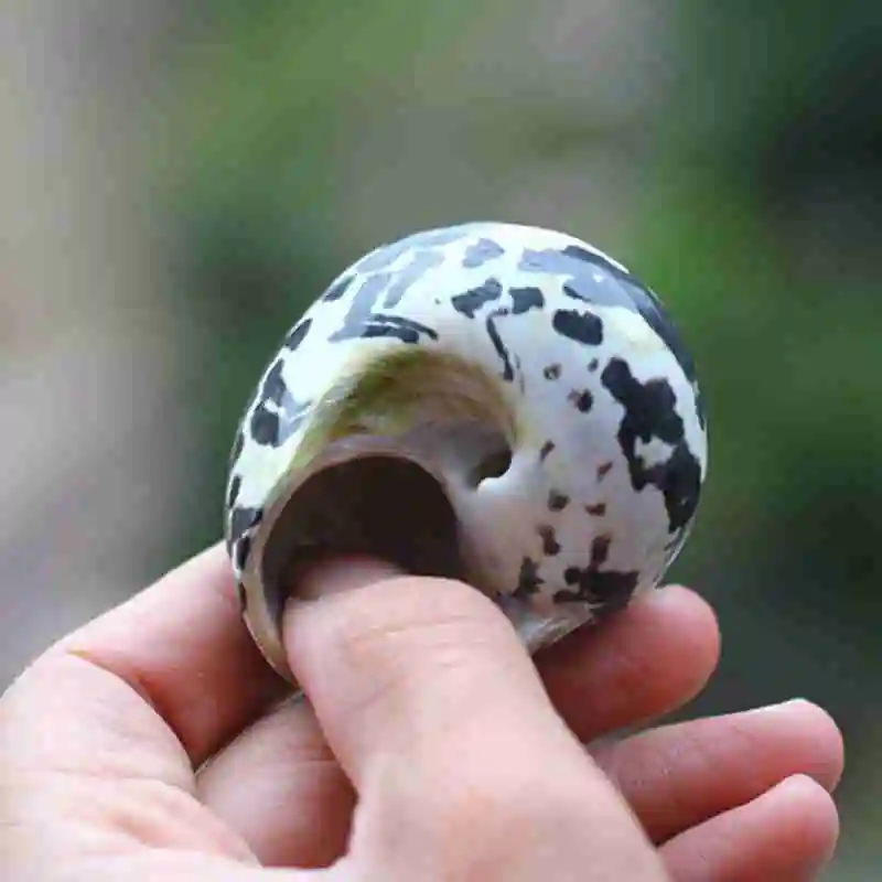 Раковина натуральная черная королевские улитки живет в крабе ракообразной