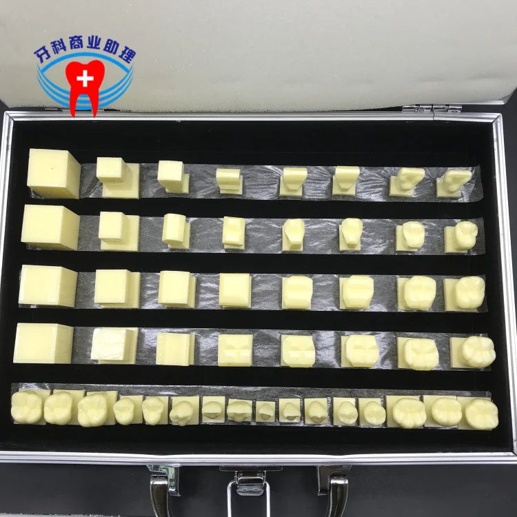 Уход за полостью рта Студенческая Модель прорезывания зубов 2 5x модель для