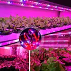 Светодиодсветильник ленсветильник для выращивания растений, 5 м, полный спектр, 300 светодиодов, чип 5050, 12 В постоянного тока, светодиодные фитолампы для теплиц, гидропонных систем, выращивания растений