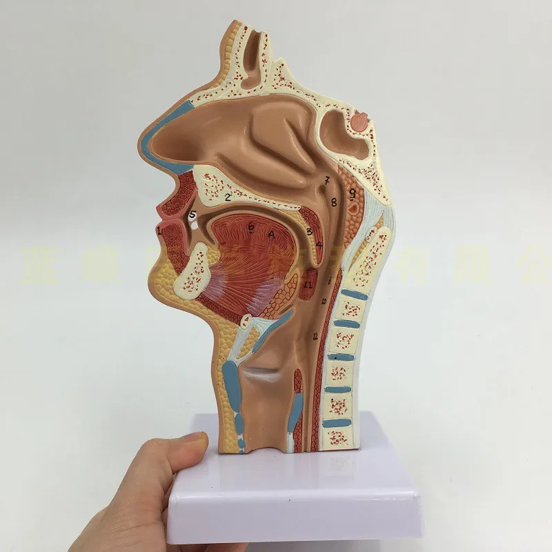 Анатомическая полость носа человека анатомия горла Обучение Образование