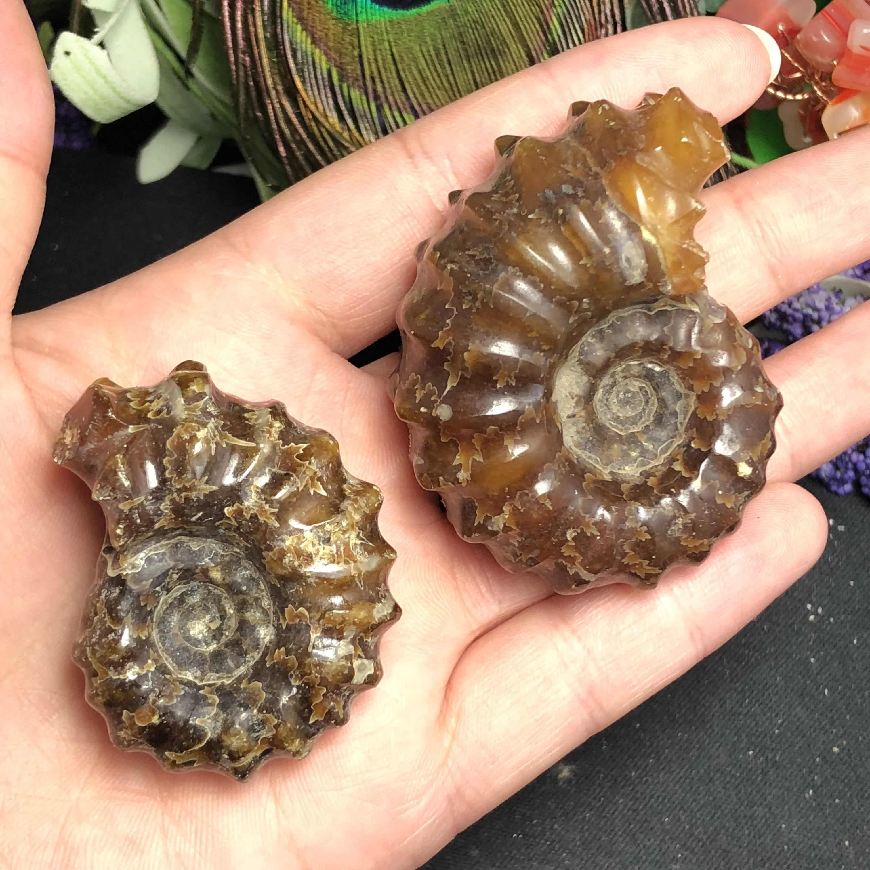 Натуральный Полированный козий гудок окаменелости аммониты Conch douvileras