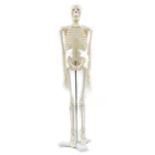 Анатомическая модель человека, 45 см, анатомический скелет, плакат, помощь в изучении, анатомическая модель скелета человека