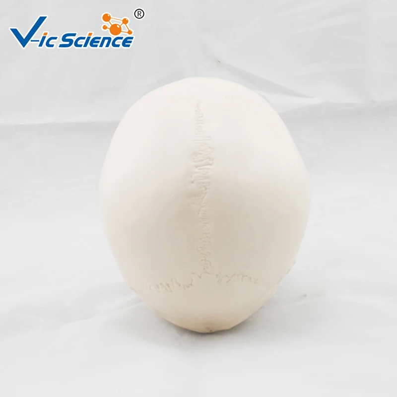 Advanced Deluxe Life Szie Human PVC Skull Model Medical Science Teaching for Students | Канцтовары для офиса и дома