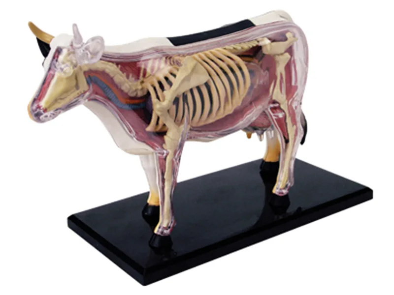 

4d Cow Animal Anatomy Model Skeleton Medical Teaching Aid Laboratory Education classroom Equipment master puzzle Assembling Toy