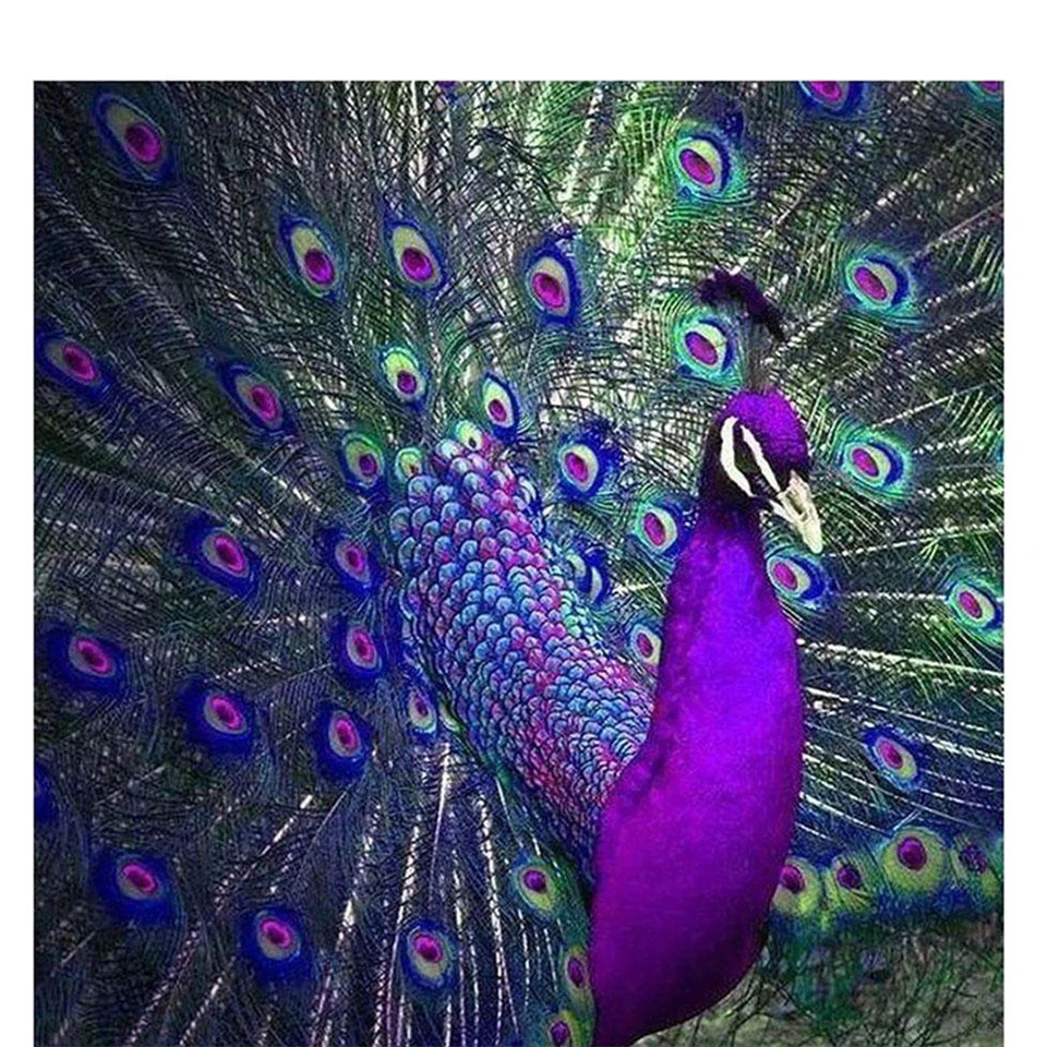 

5D Diamond Painting Full Square/Round Diamond Embroidery Peacock Open Screen Rhinestone DIY Mosaic Home Decoration